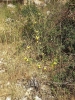 Lactuca viminea (L.) J.Presl & C.Presl