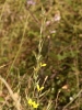 Lactuca viminea (L.) J.Presl & C.Presl