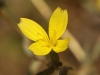 Lactuca viminea (L.) J.Presl & C.Presl