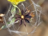 Lactuca virosa L.