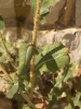 Lactuca virosa L.