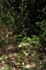 Lapsana communis L.