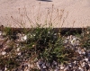 Leucanthemum 1d6