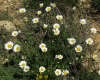 Leucanthemum maestracense ? 1/3