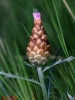 Rhaponticum coniferum (L.) DC.
