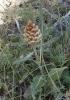 Rhaponticum coniferum (L.) DC.