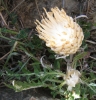 Rhaponticum coniferum (L.) DC.