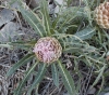 Rhaponticum coniferum (L.) DC.
