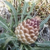 Rhaponticum coniferum (L.) DC.