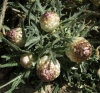 Rhaponticum coniferum (L.) DC.