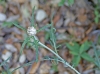 Rhaponticum coniferum (L.) DC.