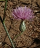 Mantisalca salmantica (L.) Briq. & Cavill.