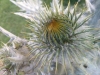 Onopordum acanthium ? 1/2