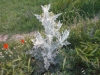 Onopordum acanthium ? 2/2