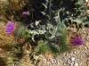 Onopordum acanthium ? 2d5