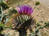 Onopordum acanthium ? 3d5