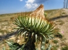 Onopordum acanthium ? 4d5