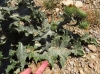 Onopordum acanthium ? 5d5
