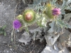 Onopordum acanthium L.