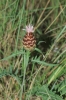 Rhaponticum coniferum (L.) Greuter