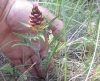 Rhaponticum coniferum (L.) Greuter