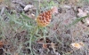 Rhaponticum coniferum (L.) Greuter