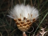 Rhaponticum coniferum (L.) Greuter