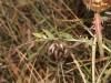 Rhaponticum coniferum (L.) Greuter