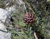 Rhaponticum coniferum (L.) Greuter