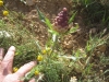 Rhaponticum coniferum (L.) Greuter
