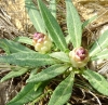 Rhaponticum coniferum (L.) Greuter