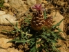 Rhaponticum coniferum (L.) Greuter