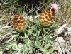 Rhaponticum coniferum (L.) Greuter