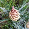 Rhaponticum coniferum (L.) Greuter