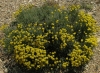 Santolina chamaecyparissus L. subsp. tomentosa Arcang.