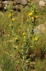 Scolymus hispanicus L. Scolymus hispanicus L.
