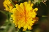 Scolymus hispanicus L. Scolymus hispanicus L.
