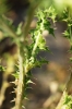 Scolymus hispanicus L. Scolymus hispanicus L.