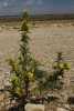 Scolymus hispanicus L.