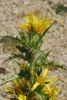Scolymus hispanicus L.