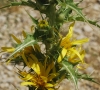 Scolymus hispanicus L.