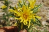 Scolymus hispanicus L.