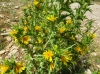 Scolymus hispanicus L. Scolymus hispanicus L.