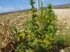 Scolymus hispanicus L. Scolymus hispanicus L.