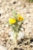 Scolymus hispanicus L. Scolymus hispanicus L.