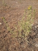 Scolymus hispanicus L. Scolymus hispanicus L.