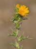 Scolymus hispanicus L. Scolymus hispanicus L.