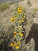 Scolymus hispanicus L. Scolymus hispanicus L.