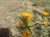 Scolymus hispanicus L. Scolymus hispanicus L.