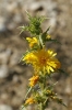 Scolymus hispanicus L. Scolymus hispanicus L.
